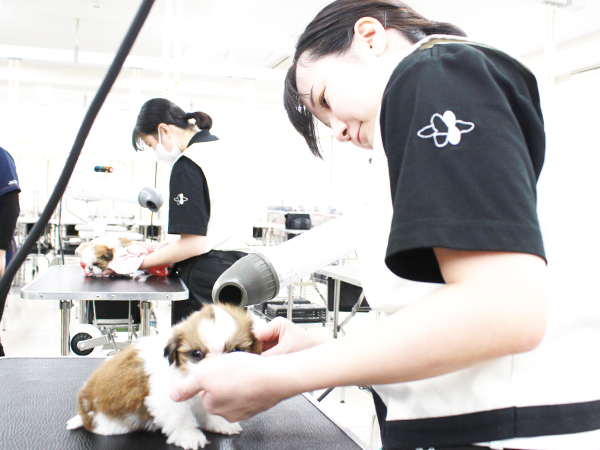 夜間部新2年生、子犬のお手入れ☆☆
